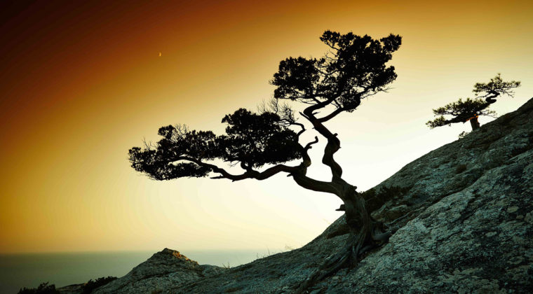 Nature 12