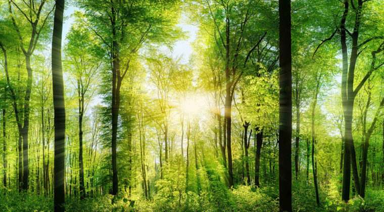 Nature 18