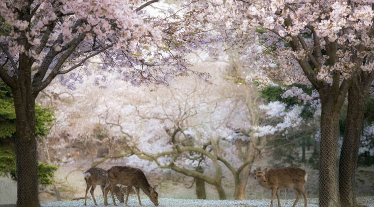 Nature 19