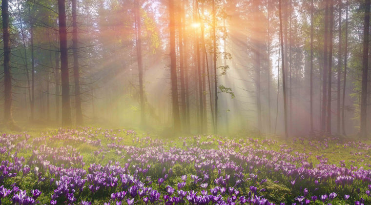 Nature 20