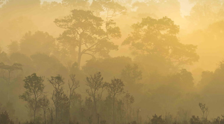 Nature 25