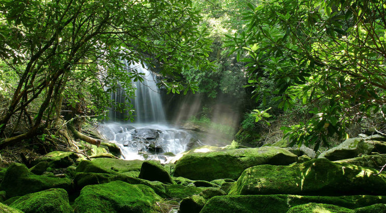 Nature 37