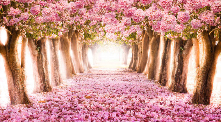 Nature 6