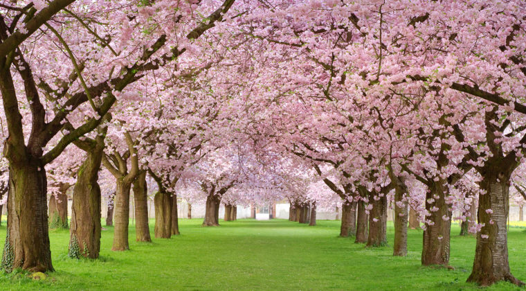 Nature 8